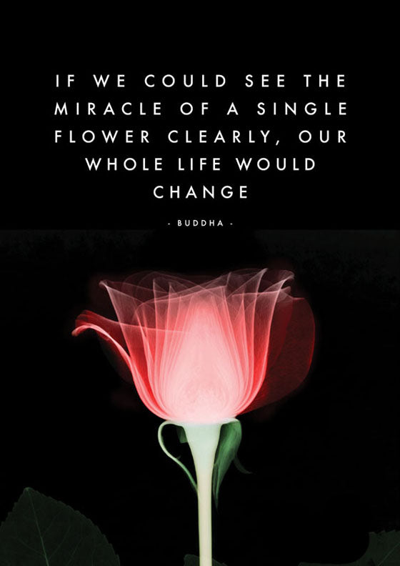 The miracle of a flower