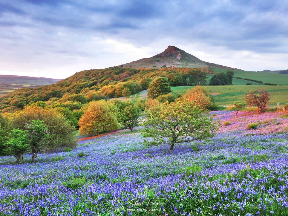 Roseberry Topping over Bluebell Wood