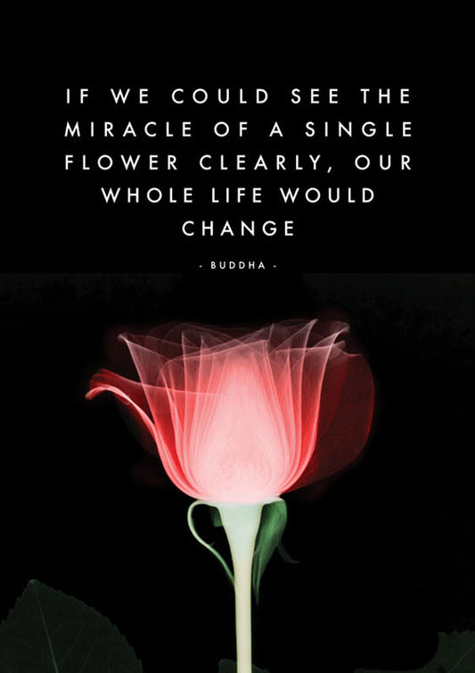 The miracle of a flower