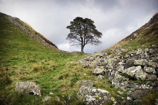 Sycamore Gap on Hadrian's Wall