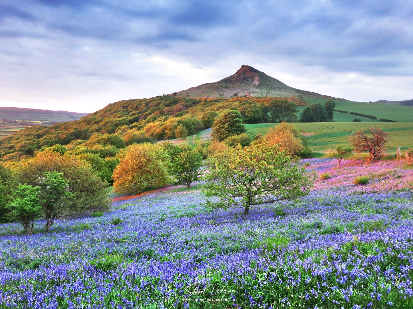 Roseberry Topping Bluebell Wood